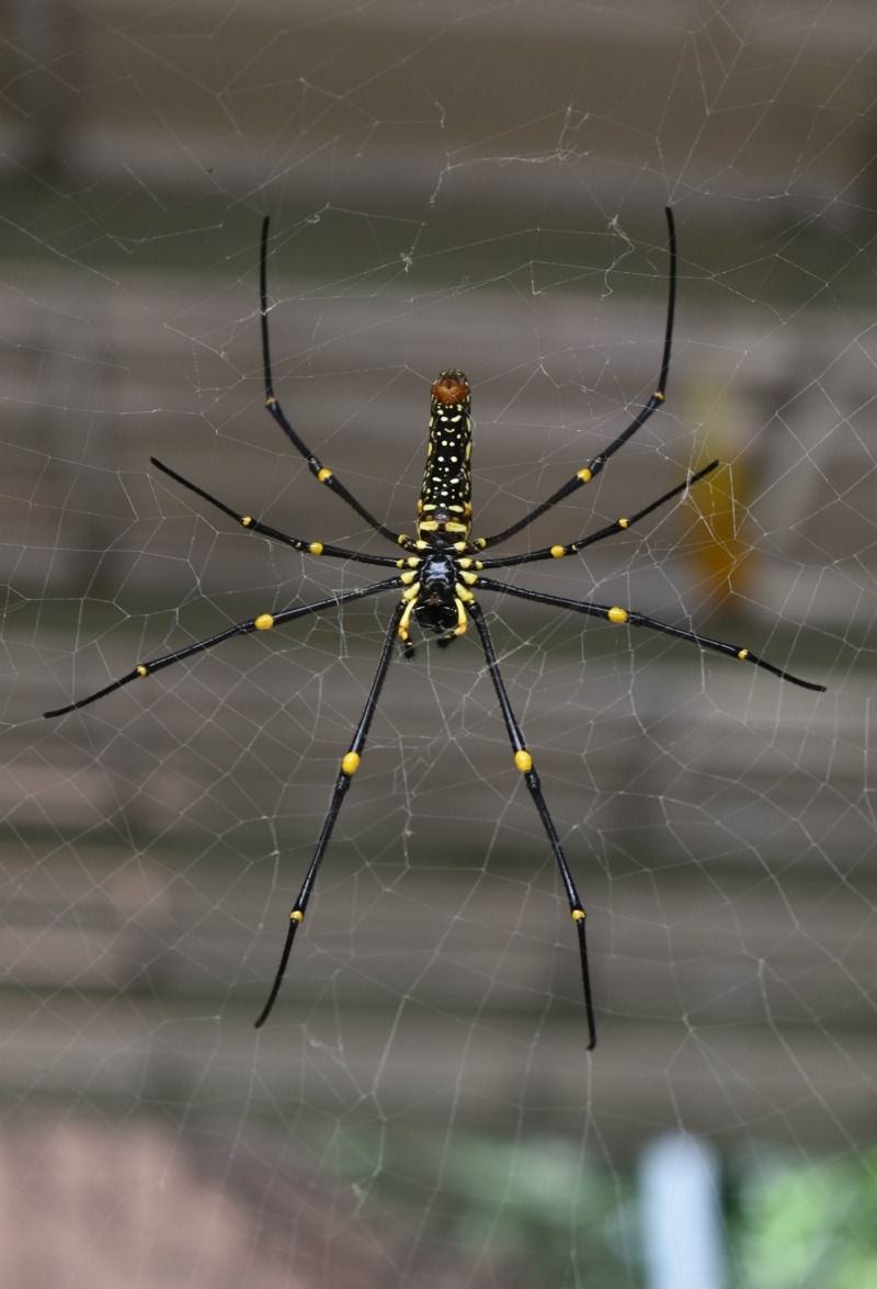 spider-5.jpg