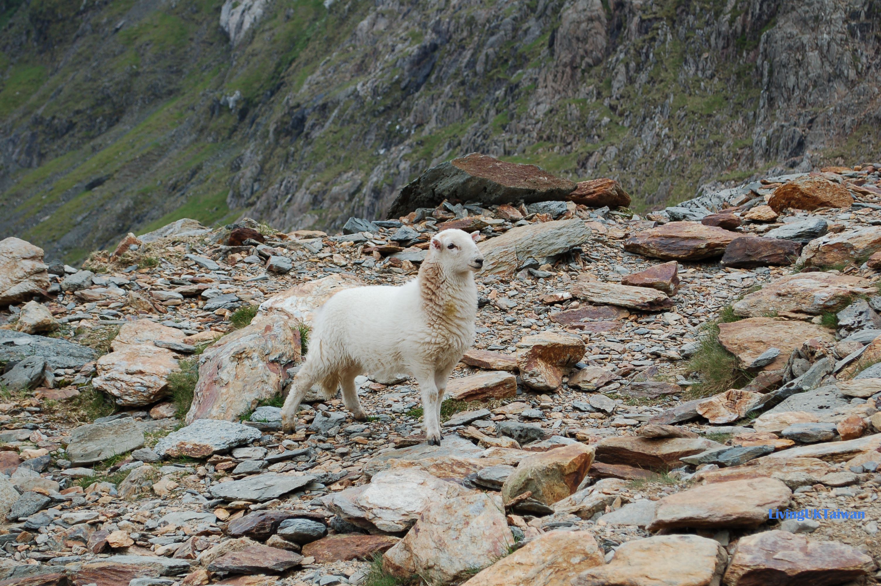 snowdon8.jpg