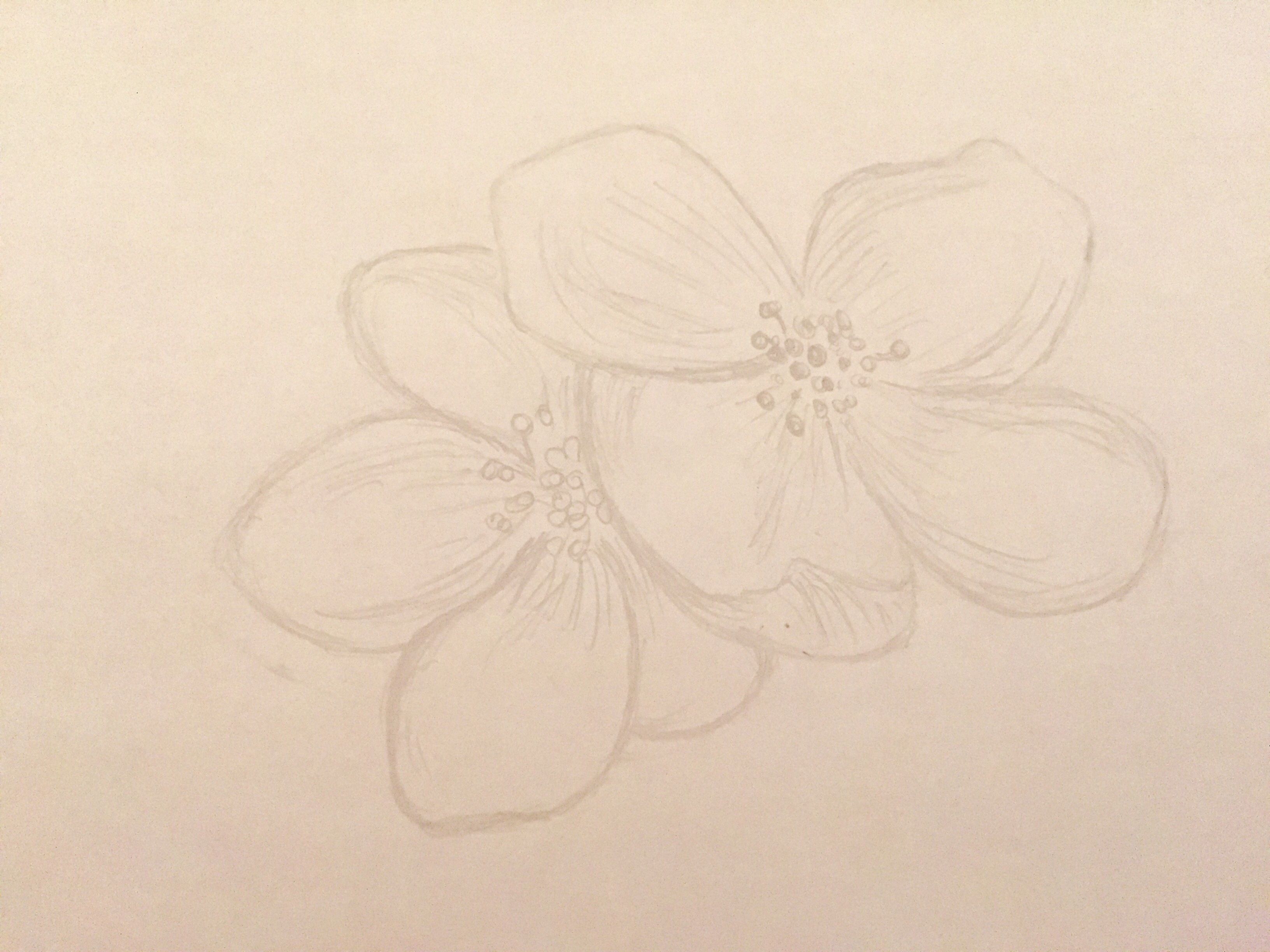 Set hand drawn flowers line art - Botanical illustration, pencil sketch,  isolated, png, rose, sunflower, poppy, iris, peony, tulip, lilac Stock  Illustration | Adobe Stock