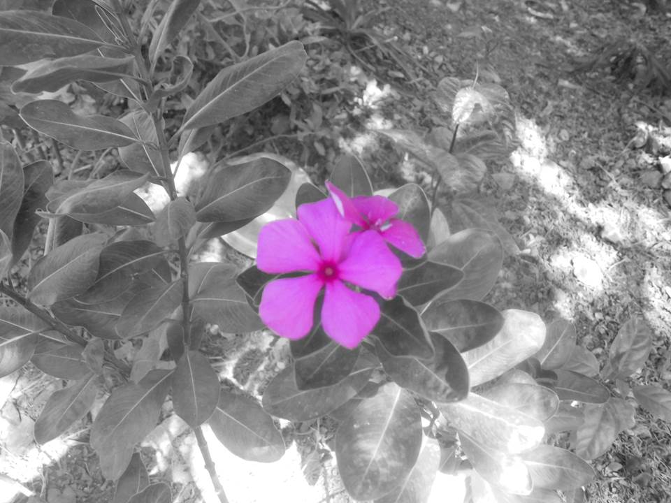 flor en el jardin.jpg