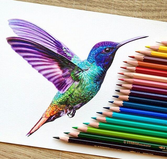 Hummingbird-Drawing.jpg