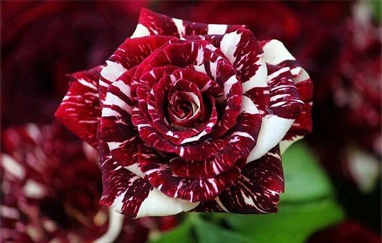 the most beautiful rose in the world
