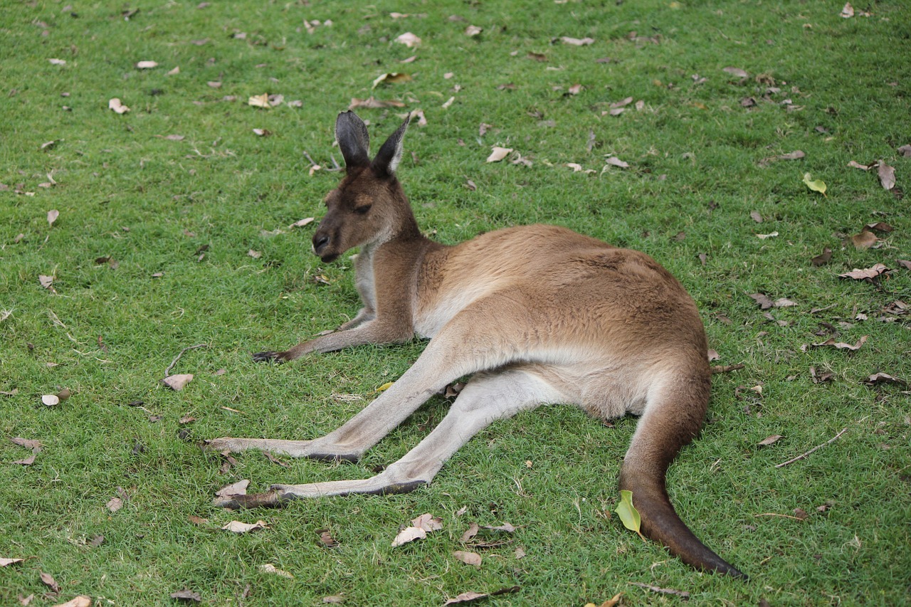 kangaroo-1139730_1280.jpg