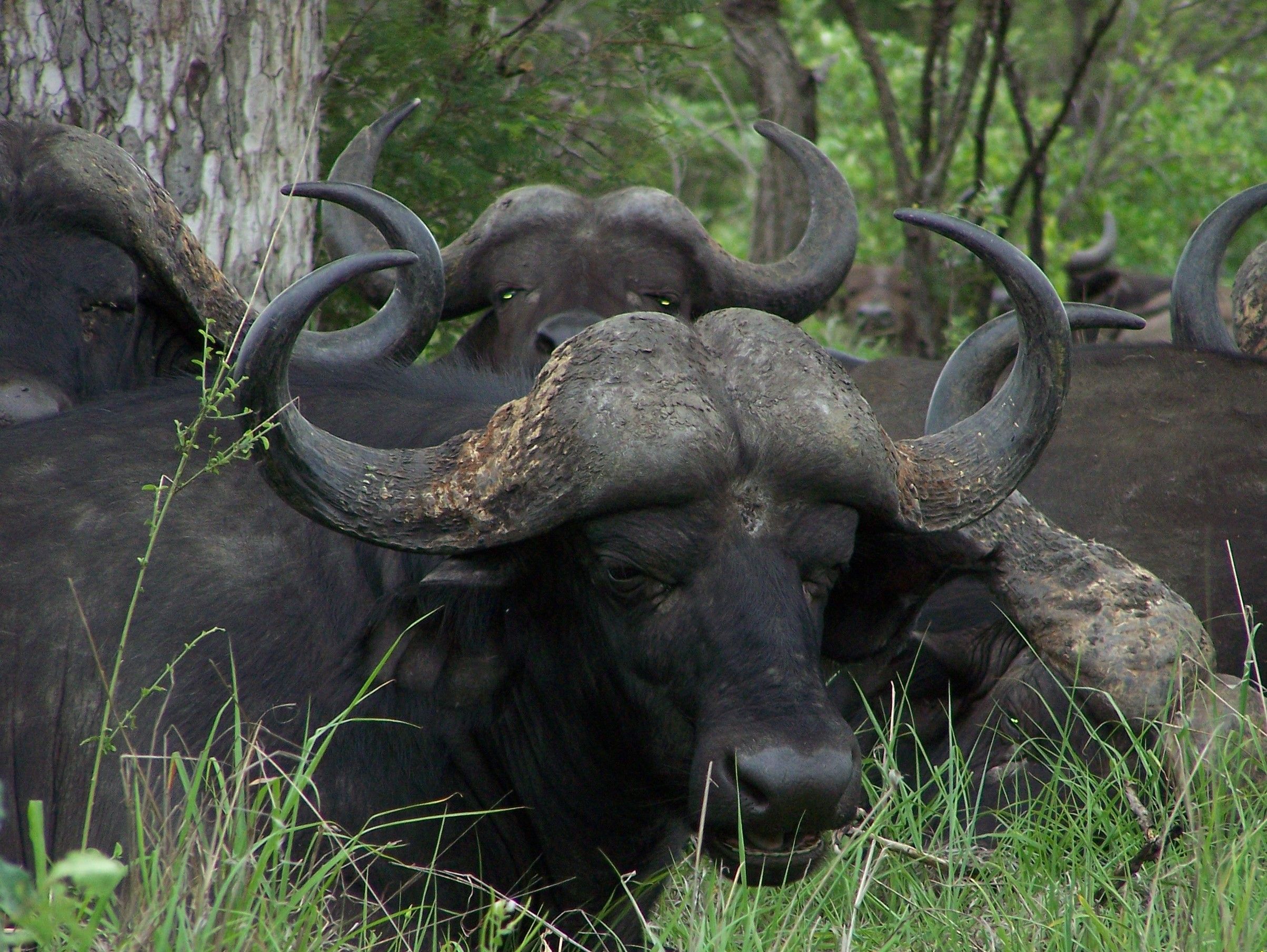 African buffalo, facts and photos