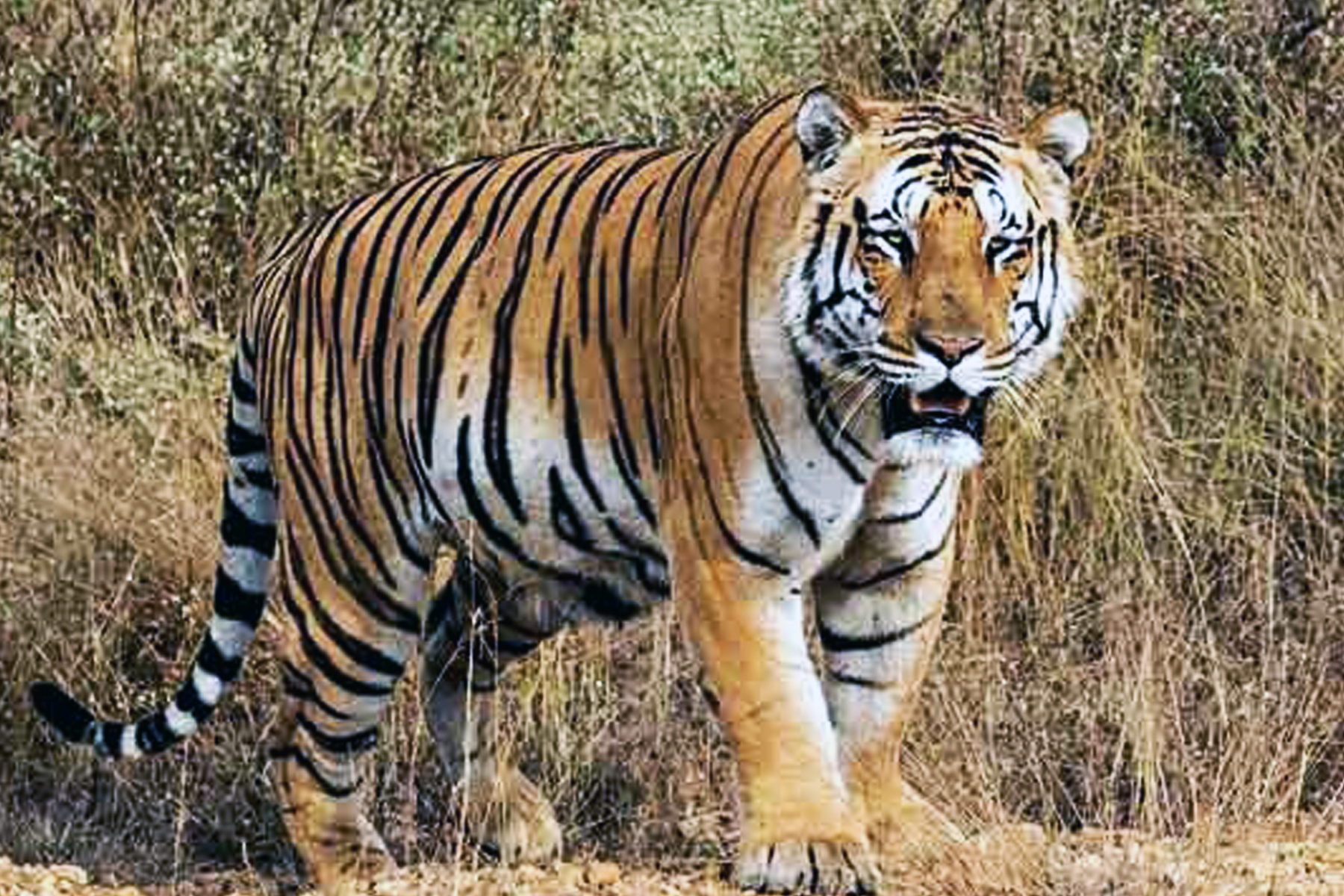 Tiger.png