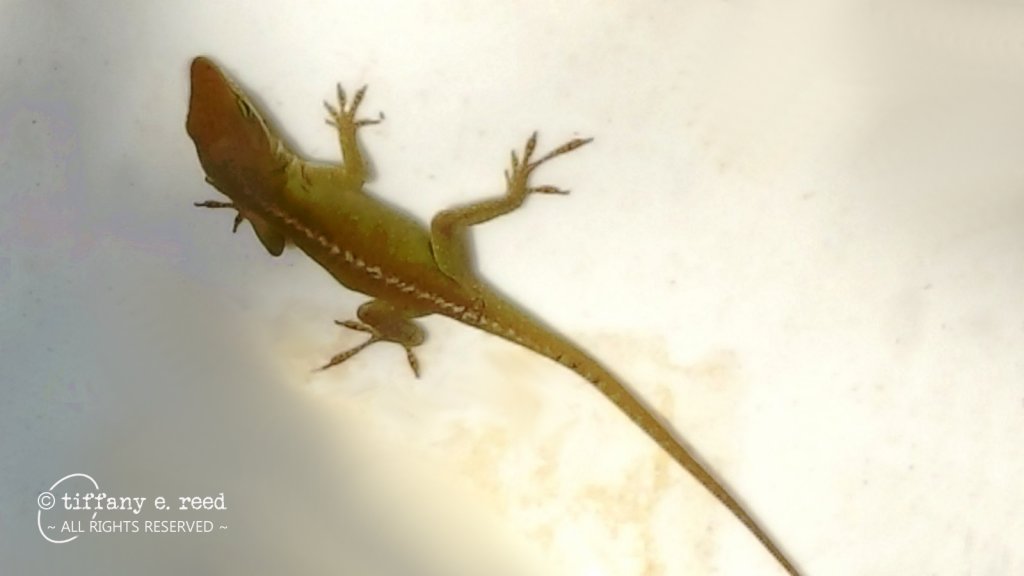 GreenAnole-Anolis_carolinensis.jpg