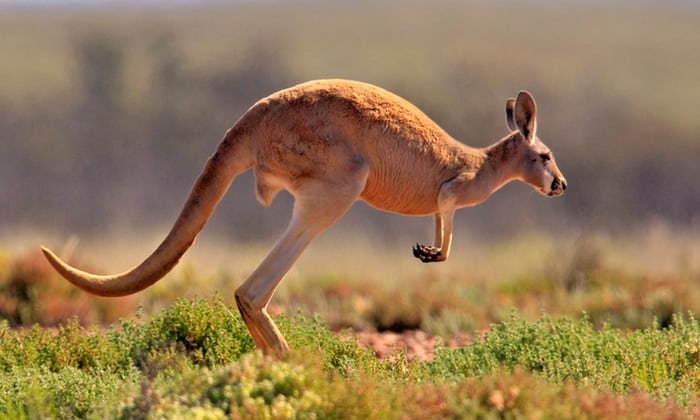 kangaroo 3.jpg