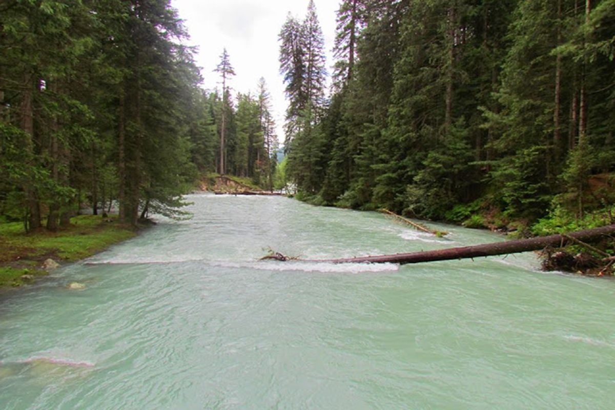 18- Forest Kumrat Valley,Panjkora River Upper Dir, KPKm.jpg