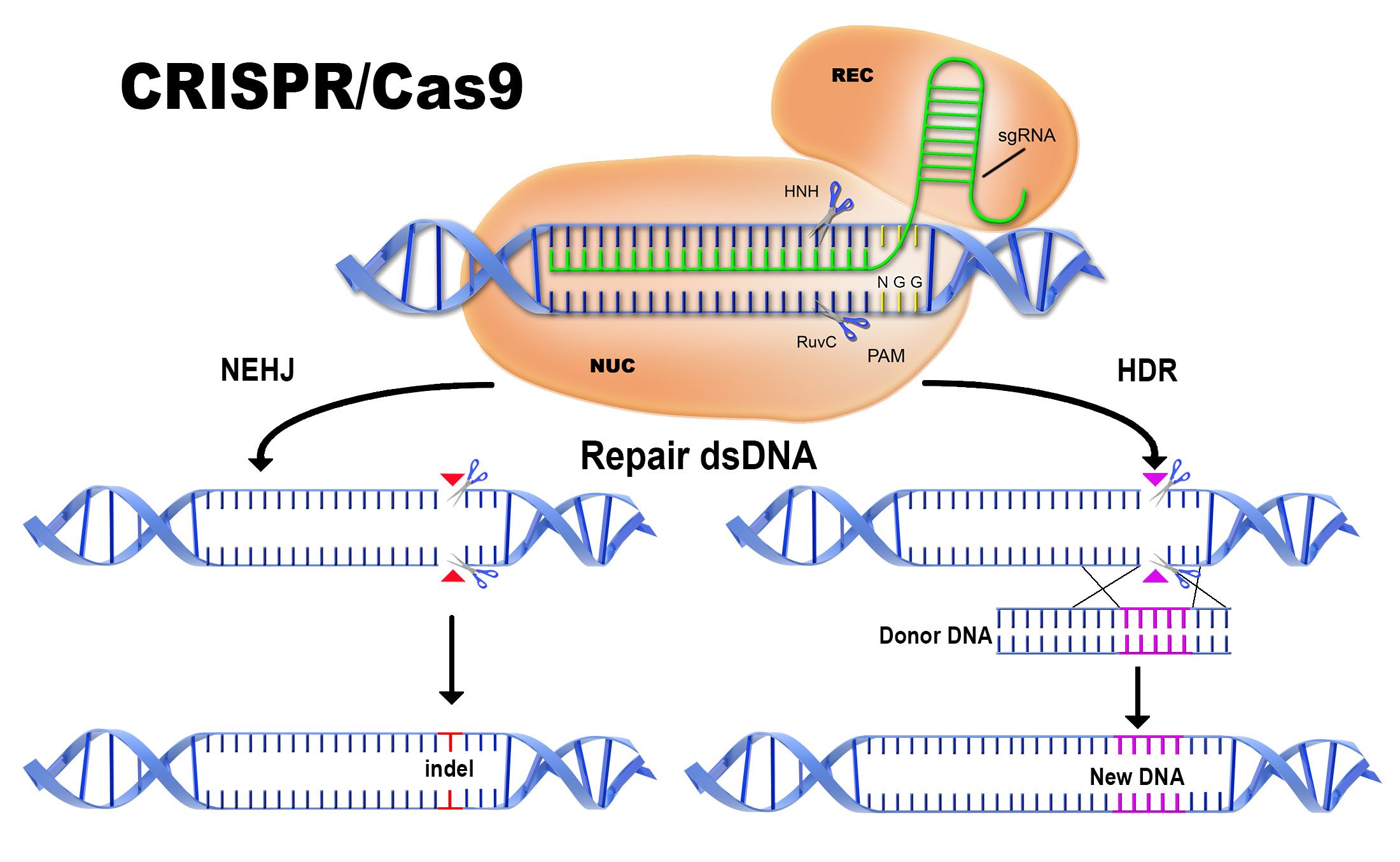 CRISPR-Cas9-dual-method.jpg