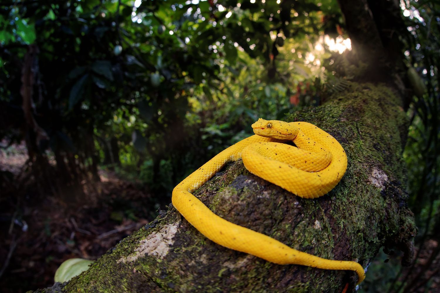 CostaRicaBerroneau-010.jpg