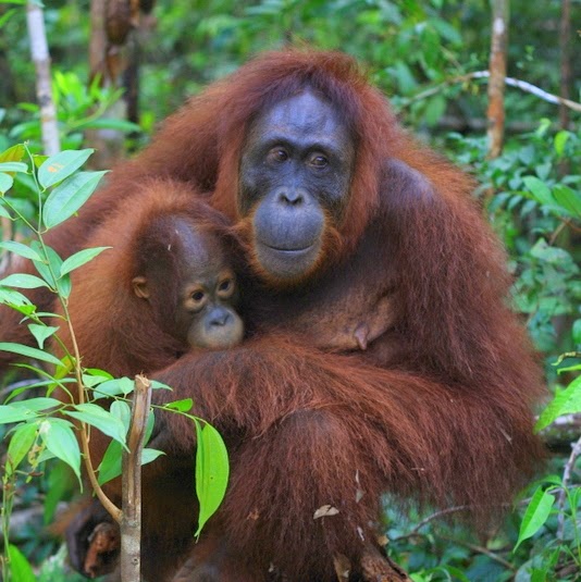 Orangutan-2.jpg