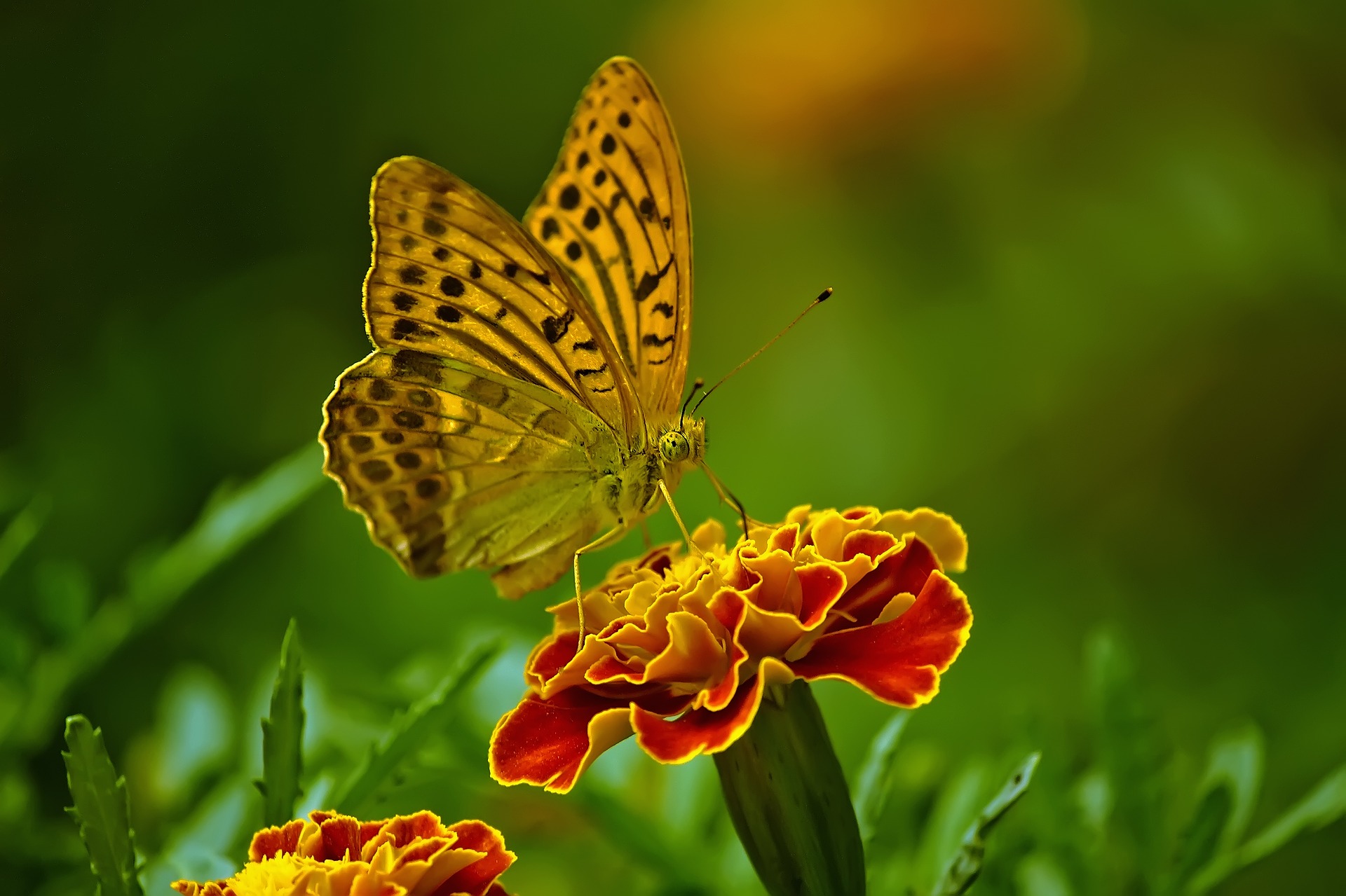 butterfly-1829404_1920.jpg