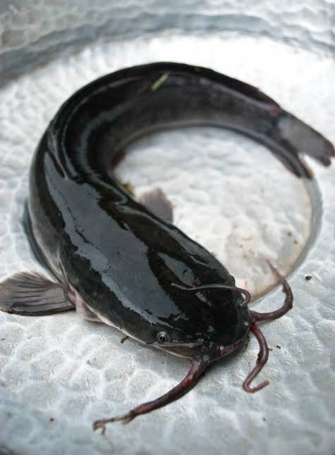 SPAWING CLARIAS GARIEPINUS AFRICAN MOULD FISH SHARP TOOTH SPAWING CLARIAS GARIEPINUS AFRICAN MOULD FISH SHARP TOOTH