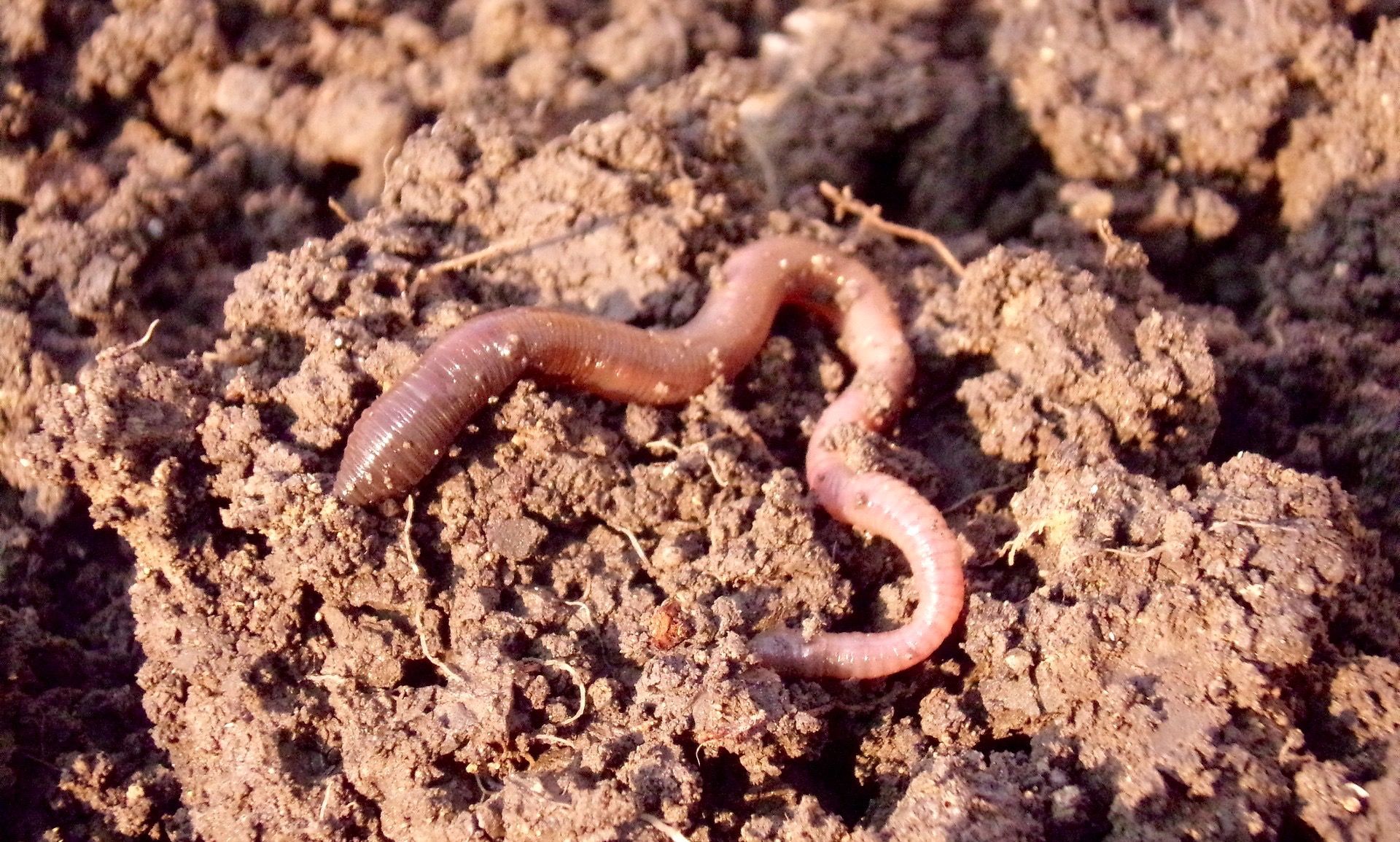 earthworm-686593_1920-thumbnail-aspect.jpg