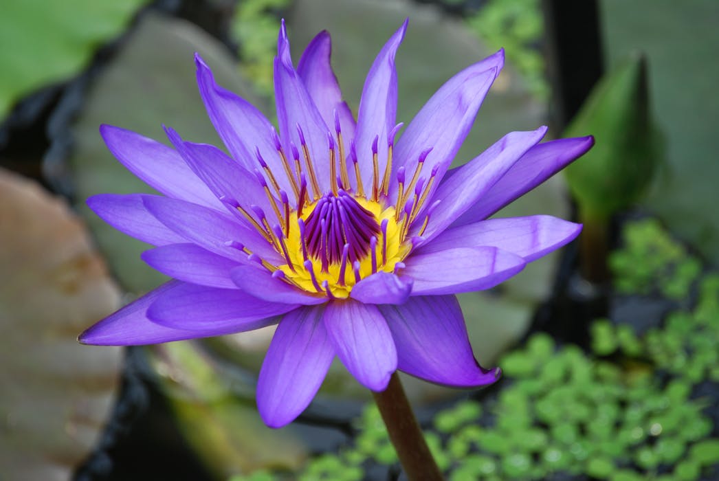 water-lily-flower-pond-aquatic-54617.jpeg