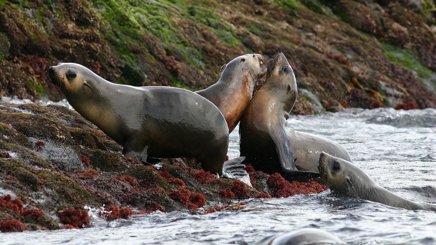 Australian Fur Seal Bull Rock Stanley Tas n5.jpg