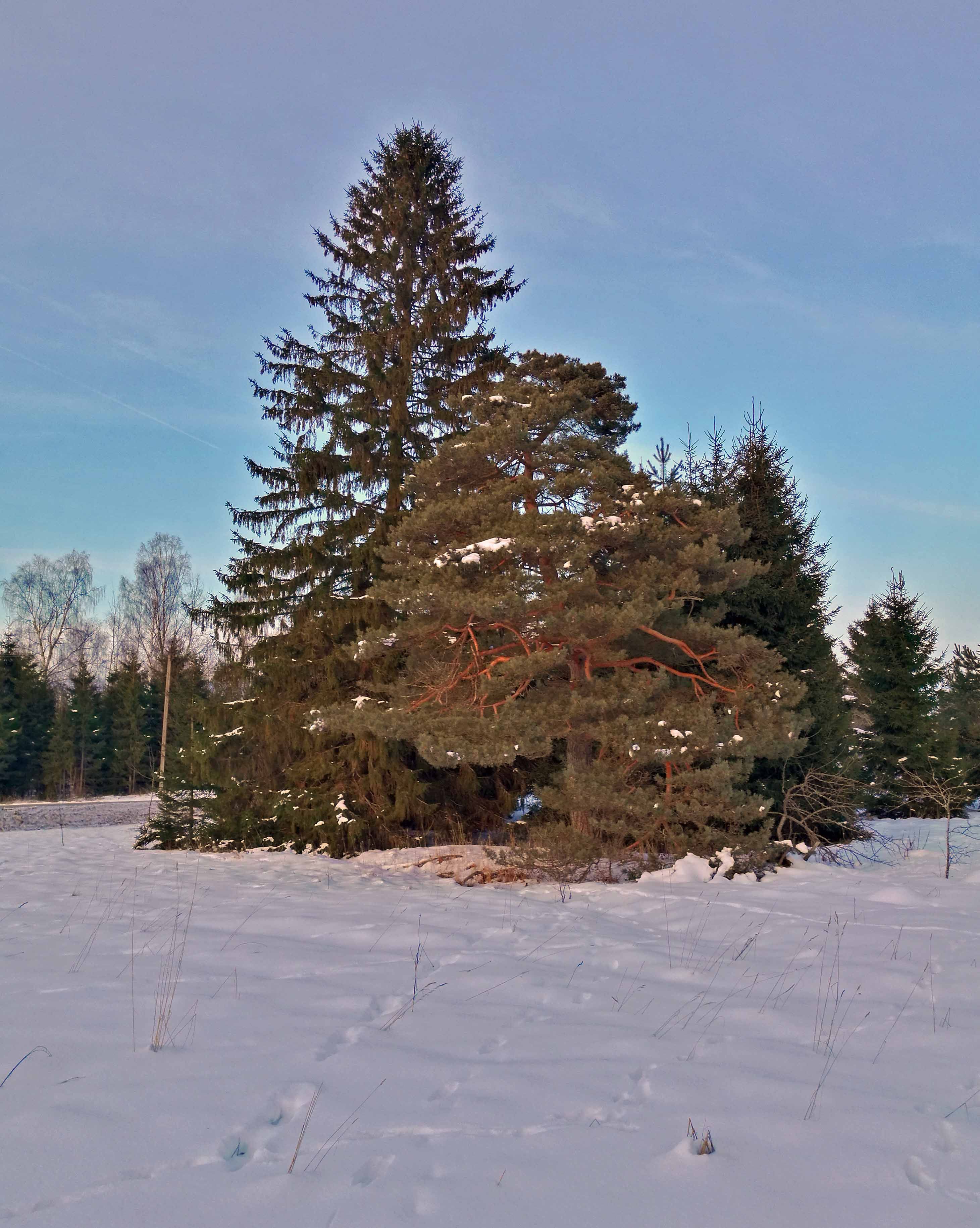 Bonsai Pine Tree- Landscape Photography in Steemit Blog