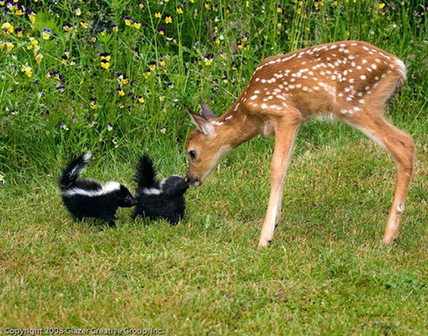 animal-friendship008.jpg