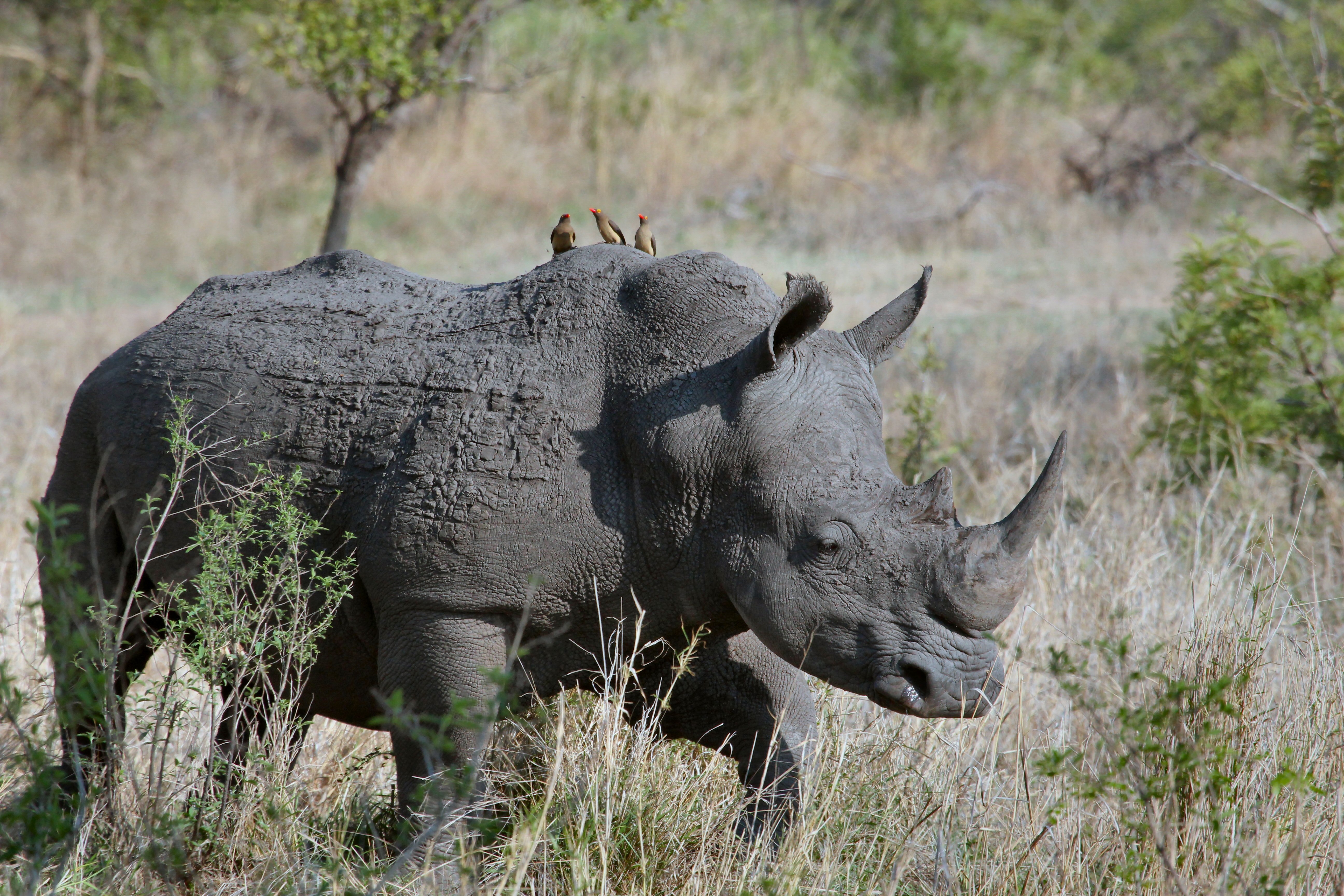 bird-animal-wildlife-wild-grazing-africa-mammal-fauna-rhinocero-rhinoceros-vertebrate-safari-warthog-53575.jpg