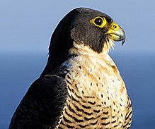 220px-Peregrine_falcon_(Australia).JPG