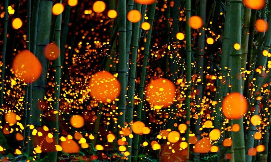 fireflies-long-exposure-photography-2016-japan-6.jpg