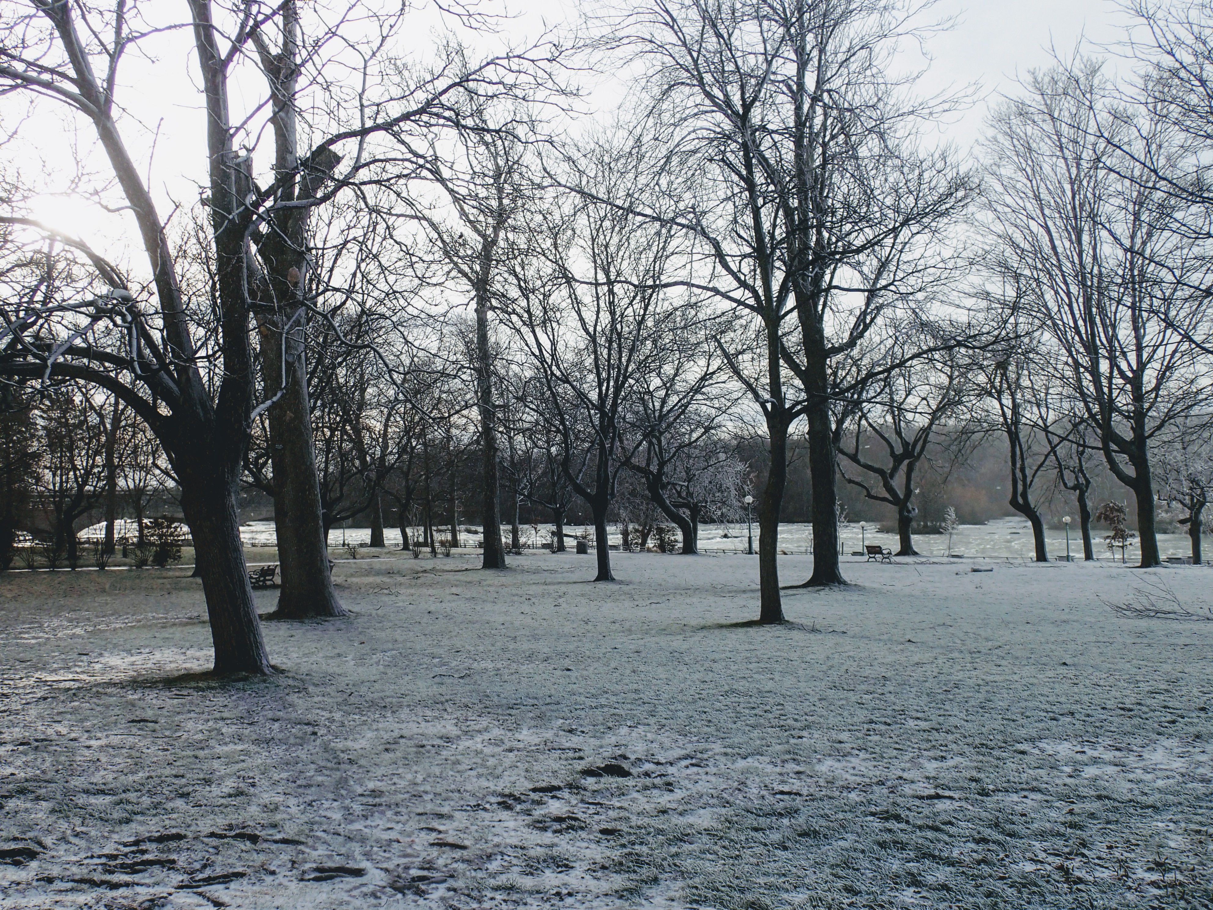 Frost Covered Trees.jpg