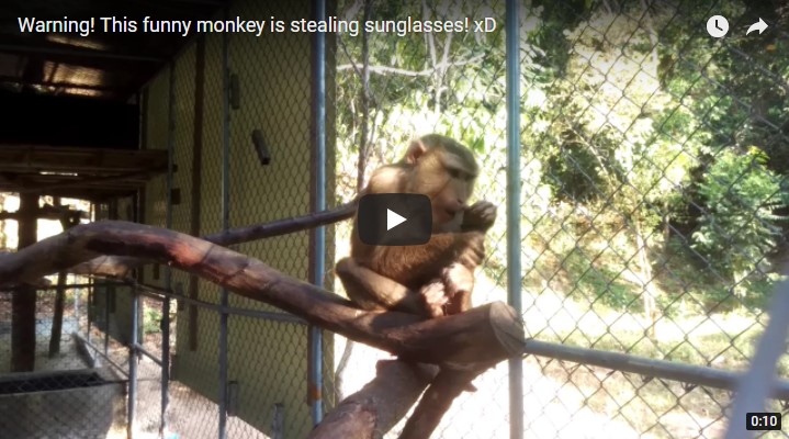 funny-monkey-video.jpg