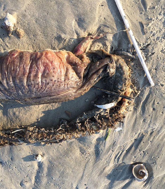 mysterious-sea-creature-washed-up-beach-texas-6-59ba3451146dd__700.jpg