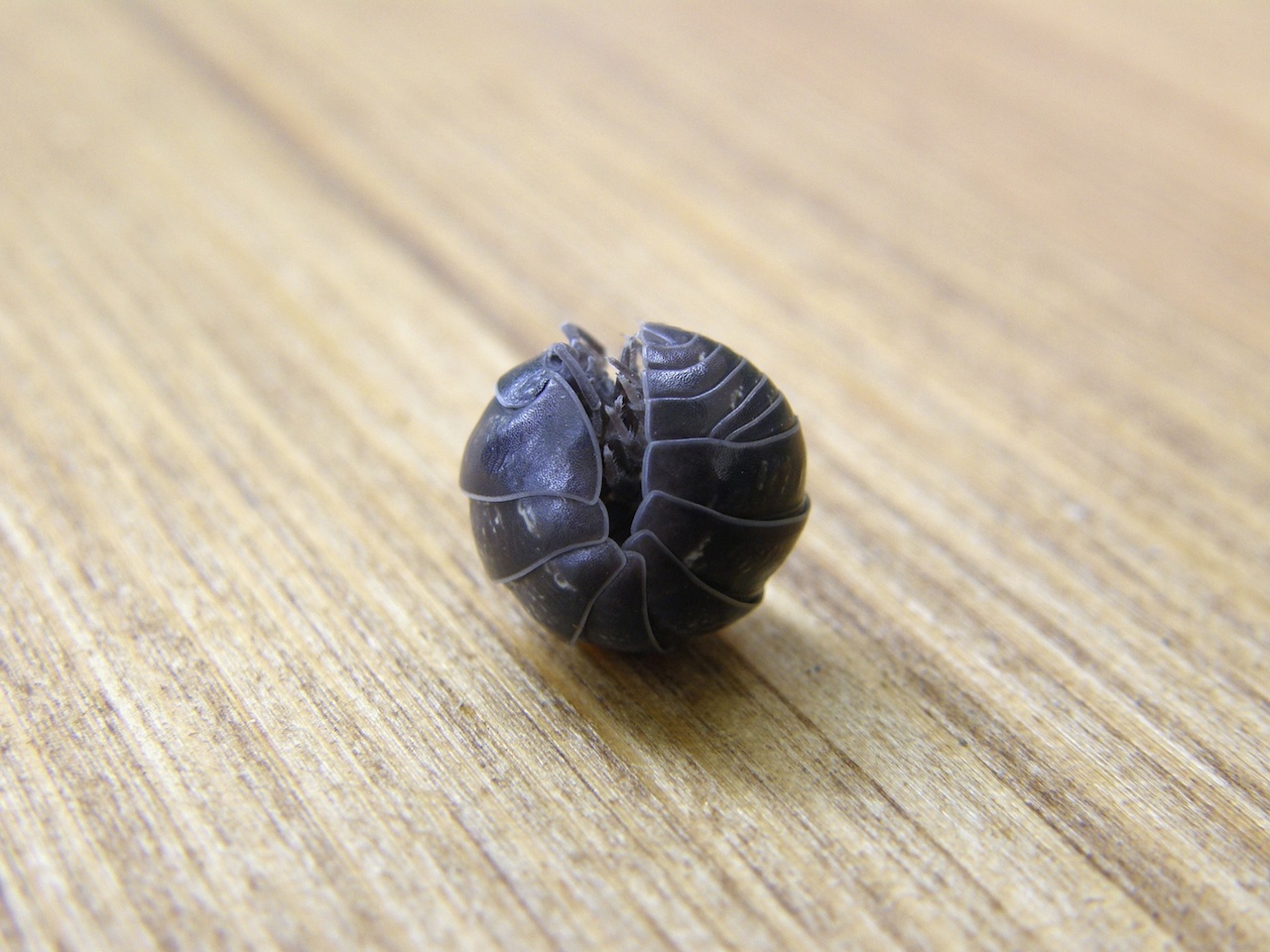 ROLLY-POLLY-PILLBUG.jpg