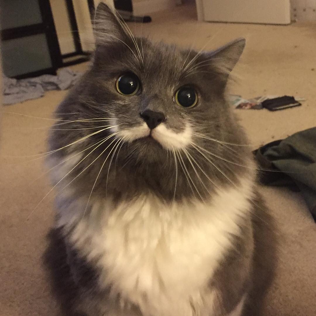 Hamilton-the-Hipster-Cat-instagram.jpg