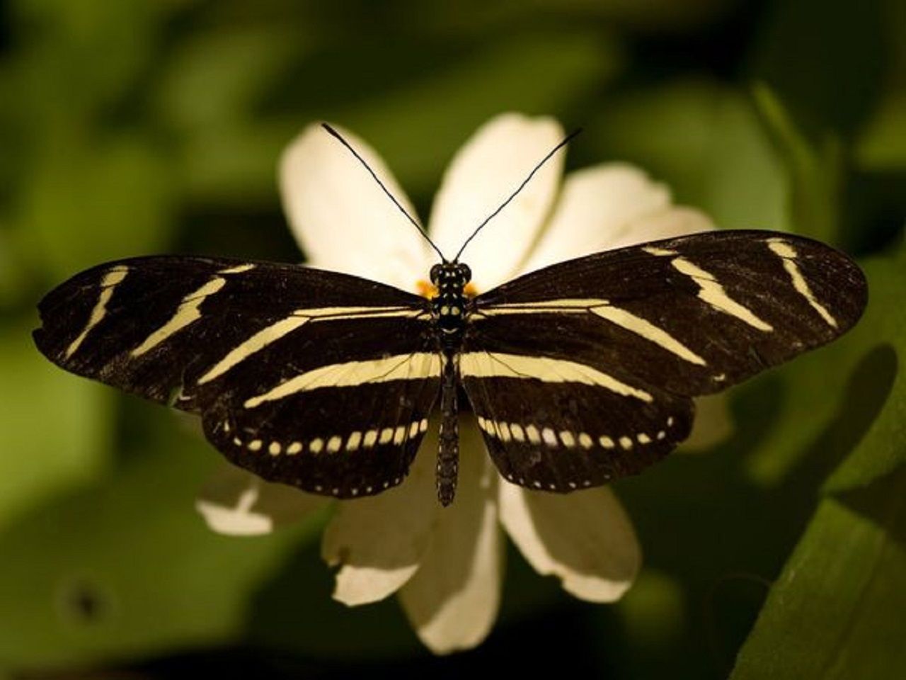 zebra-sartore_butterfly9.jpg