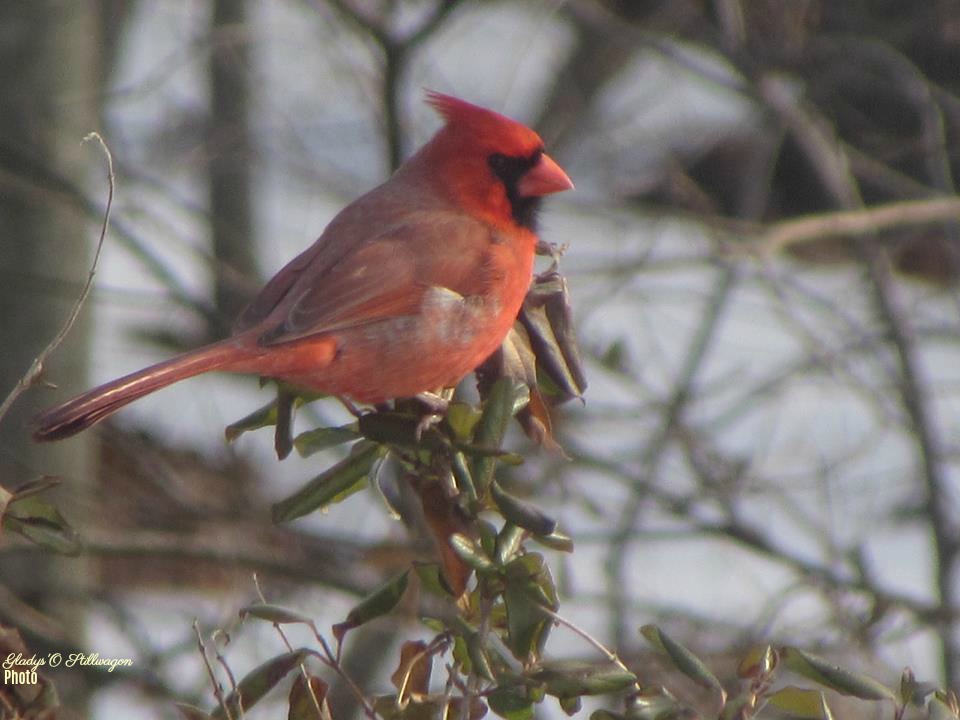 cardinal en la nieve con mi nombre.jpg