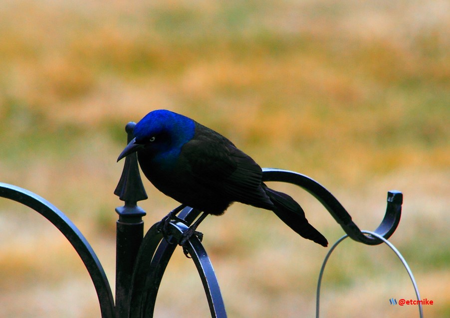 common grackle PFW21-sa0012.JPG