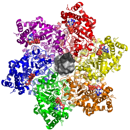 5tct_LTag_DNA.png