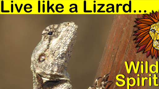 live like a lizard.png