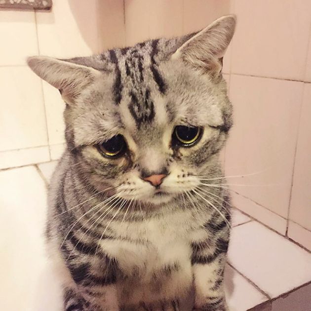 saddest_cat_05.jpg