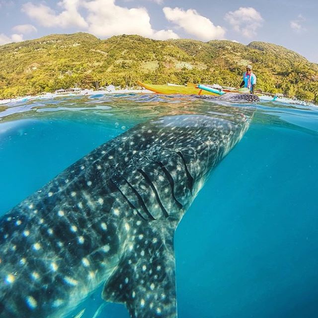 a0dc9bf02b720dcefccc4a822011876e--whale-sharks-philippines-the-philippines.jpg