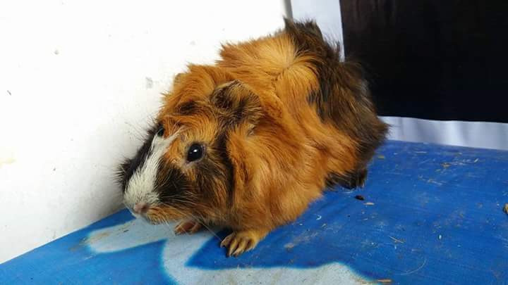 Marmut Anggora Steemit