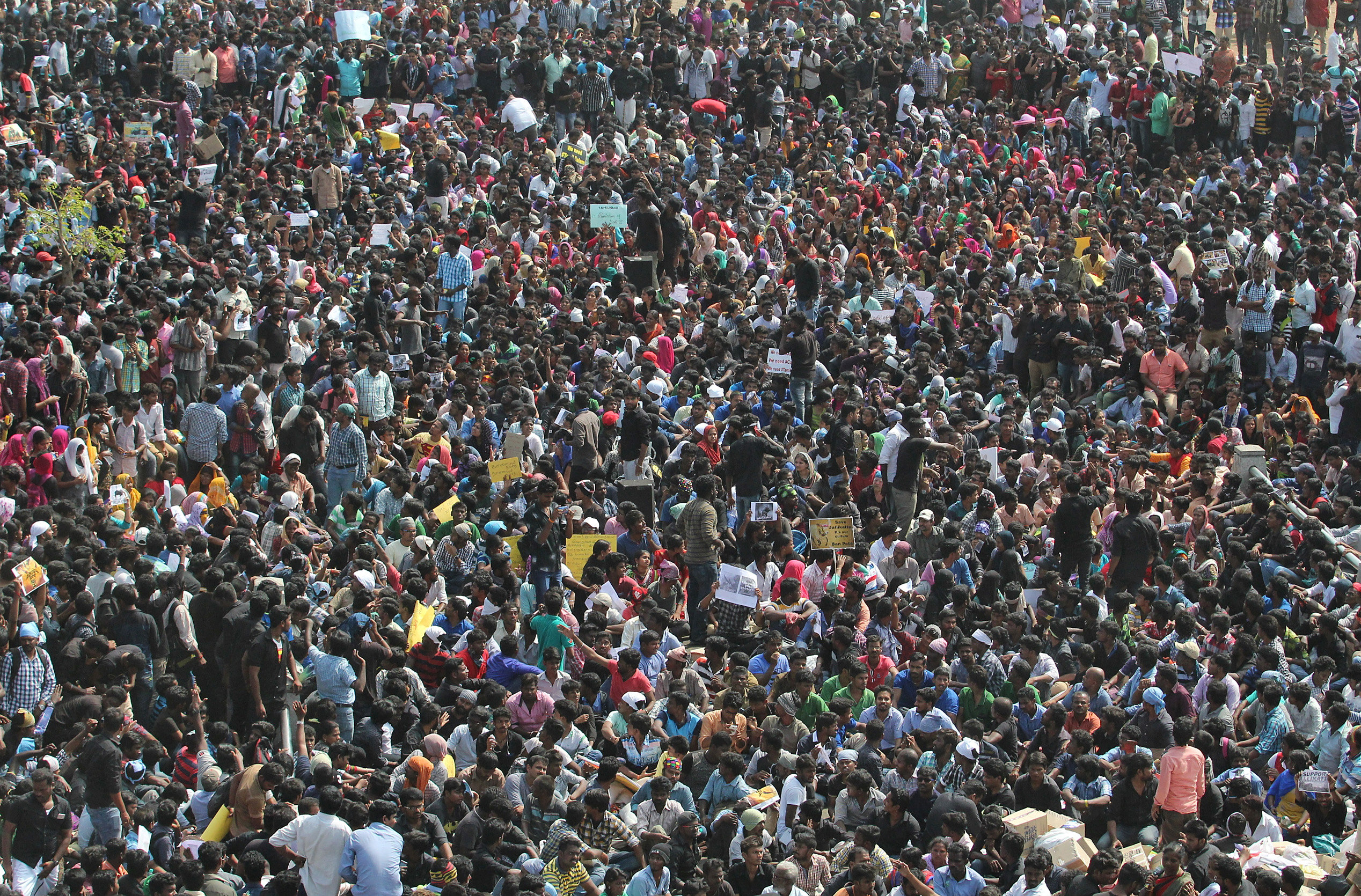 Jalikattu-protest_Reuters.jpg