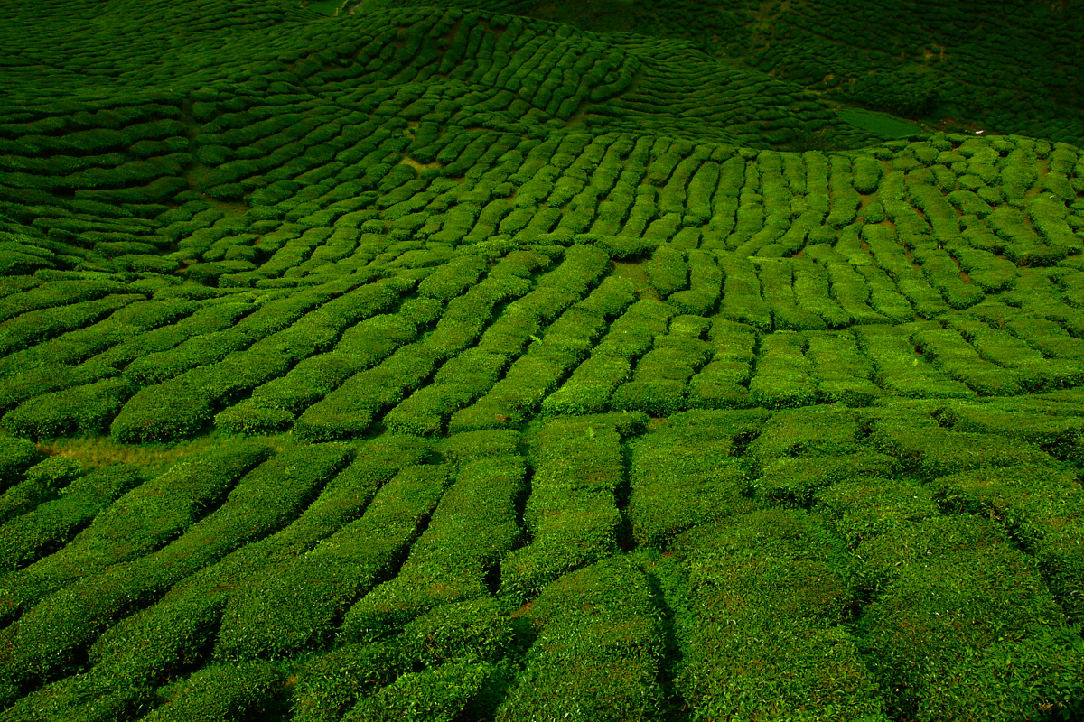 tea fields 2.jpg