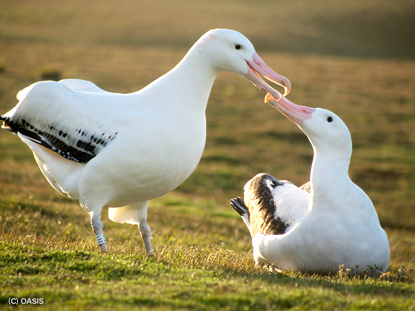 wandering-albatross_img01-l.jpg