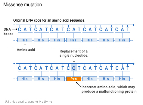 Missense_Mutation_Example.jpg