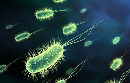 Bacteria.jpg