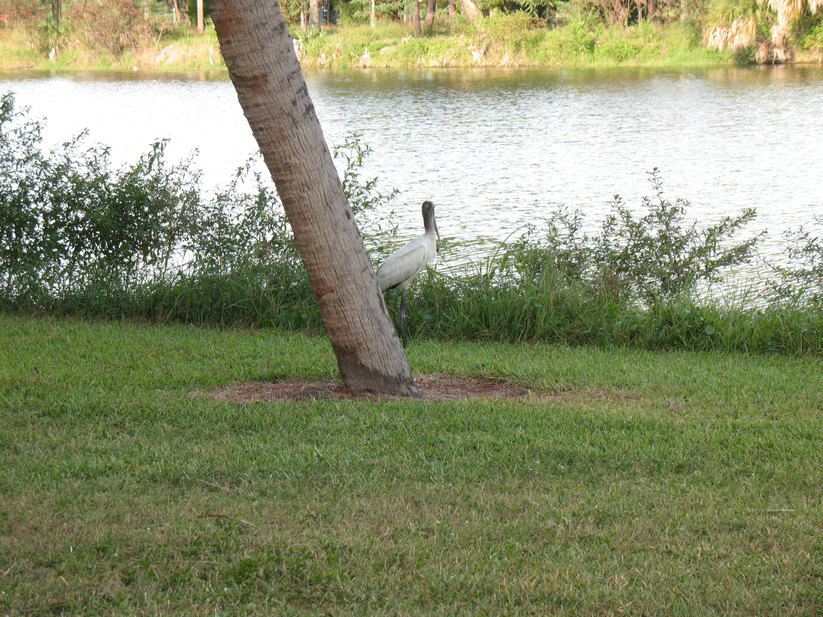 20091031 Lake Seminole Park and Happy Birthdayween Party 006.jpg