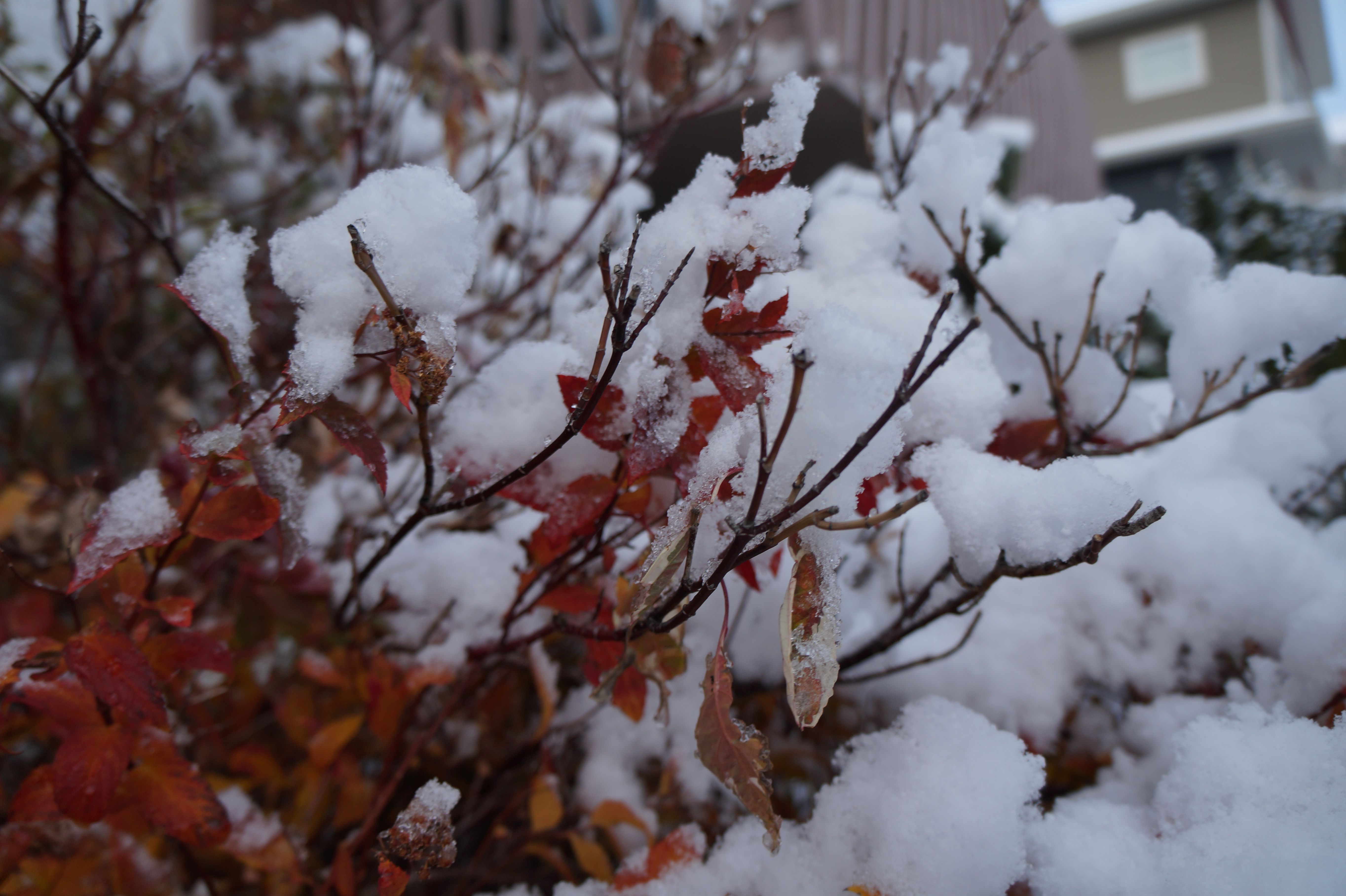 DSC04025.JPG
