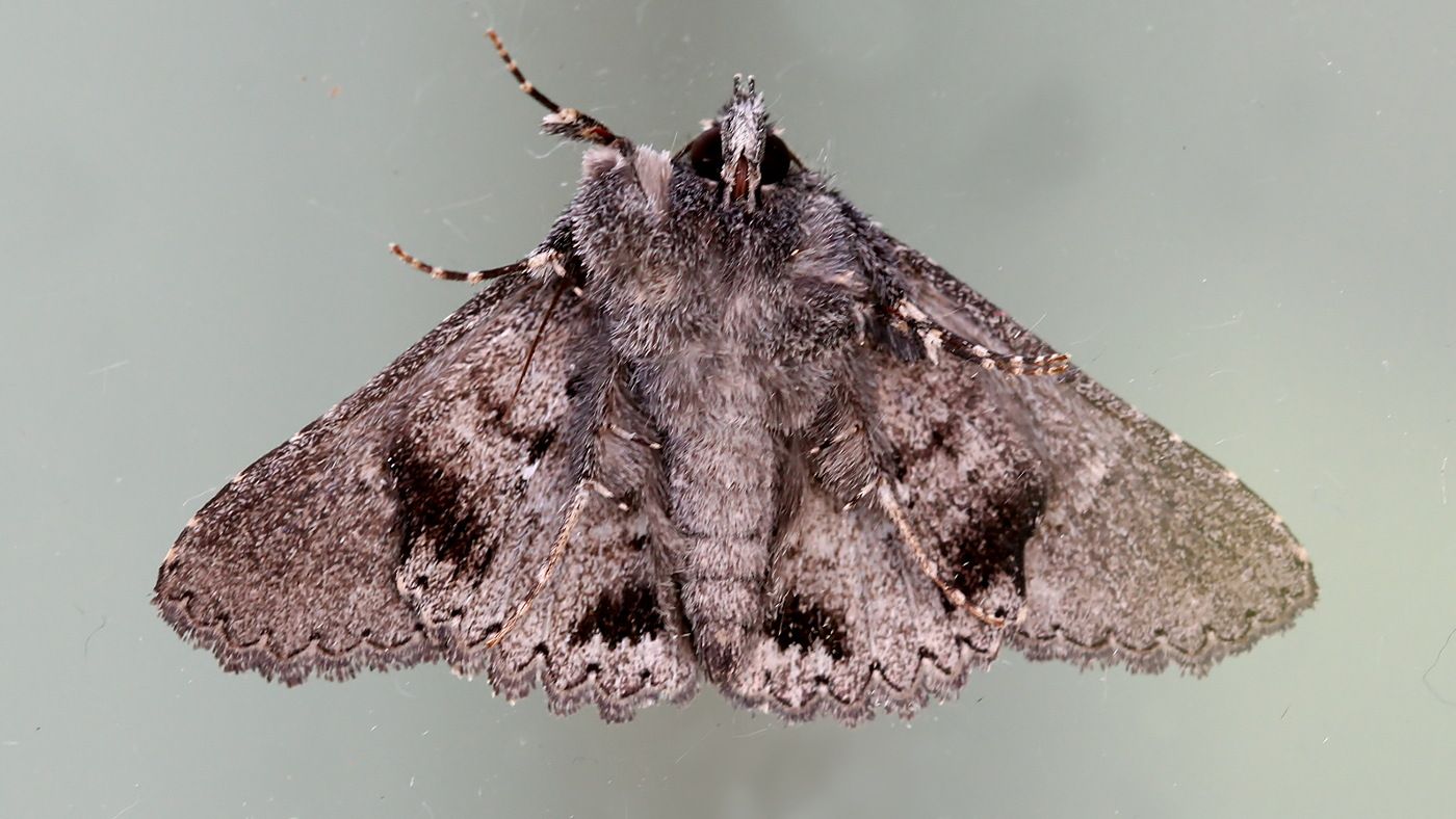 Noctuidae Praxis edwardsii Tas n2 BY MV 2017-09-22.jpg