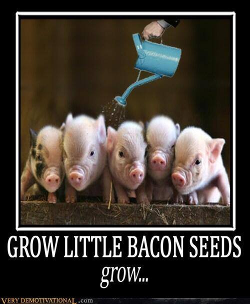 Bacon Seeds.jpg