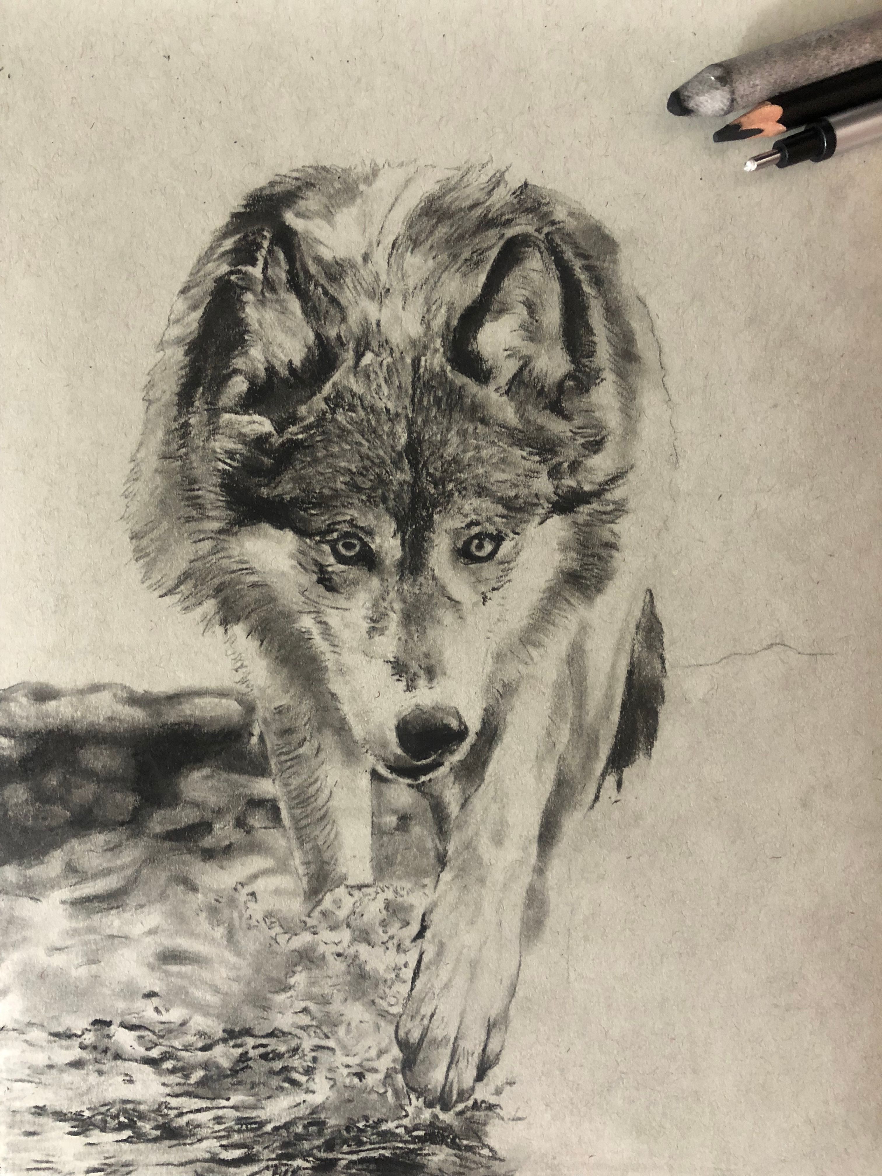 Top 8 Best Tips for Drawing Animals — Steemit