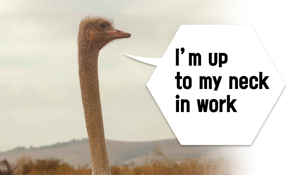 sti-imuptomyneckinwork.png