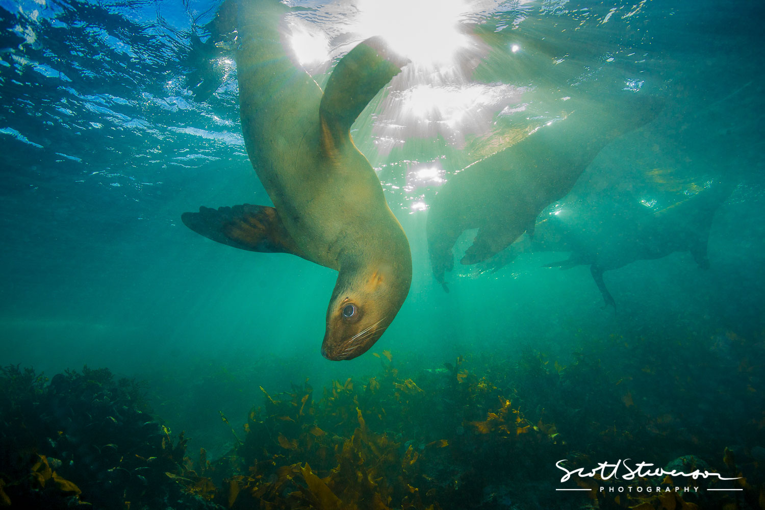 Stellar Sealion-8.jpg